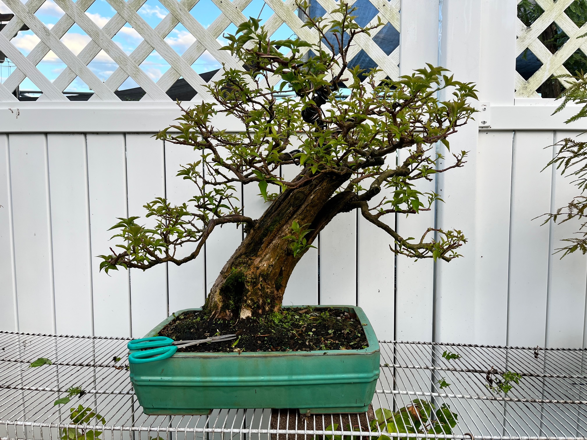 The Greater New Orleans Bonsai Society – Just another WordPress site